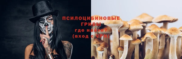 прущие грибы Вязники